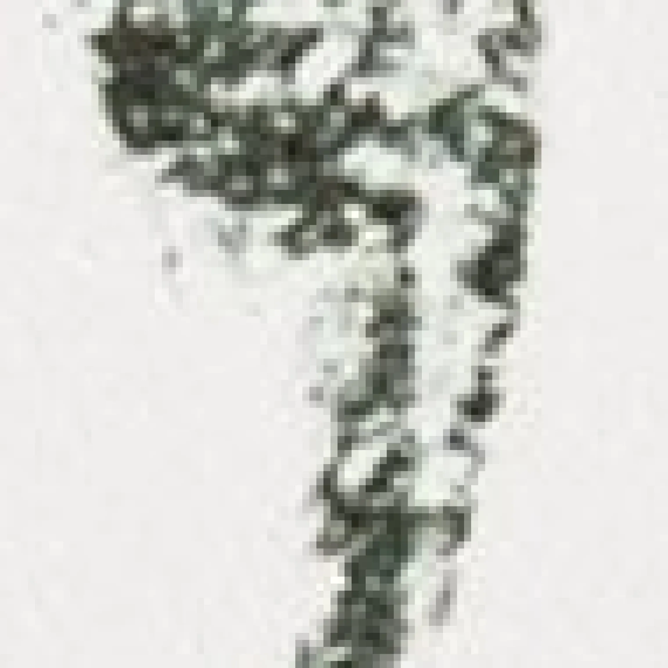 Charcoal Clove Duftkerze